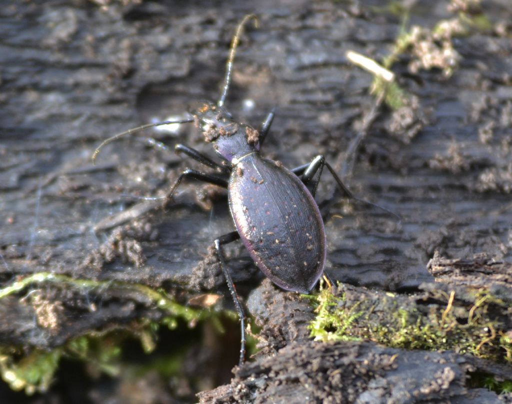 Quale Carabus? C. creutzeri